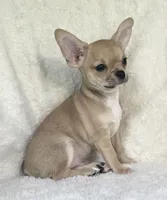 AKC Pablo, a male Chihuahua for sale in Jasper, MO – 5 of 5