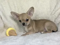 AKC Pablo, a male Chihuahua for sale in Jasper, MO – 4 of 5