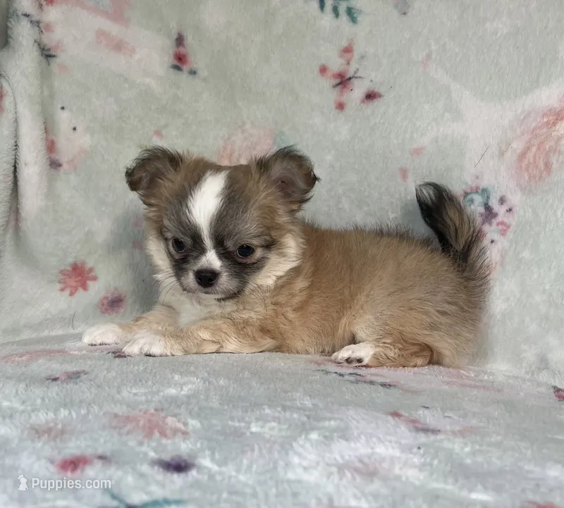 AKC Topper – Chihuahua puppy for sale in Jasper, MO