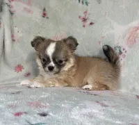 AKC Topper, a male Chihuahua for sale in Jasper, MO – 3 of 7