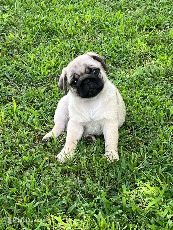 AKC Midas – Pug puppy for sale in Jasper, MO