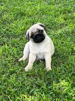 AKC Midas, a male Pug for sale in Jasper, MO – 1 of 10