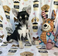 Waffles , a male Chihuahua for sale in Jasper, MO – 5 of 5