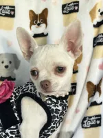 AKC Trina, a female Chihuahua for sale in Jasper, MO – 5 of 7