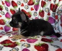 AKC Jojo, a male Chihuahua for sale in Jasper, MO – Photo 4 of 4