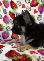 AKC Jojo, a male Chihuahua for sale in Jasper, MO – Photo 2 of 4