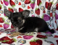 AKC Jojo, a male Chihuahua for sale in Jasper, MO – Photo 3 of 4