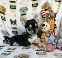 Waffles , a male Chihuahua for sale in Jasper, MO – 2 of 5