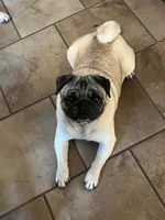 AKC Zara, a female Pug for sale in Jasper, MO – 3 of 8