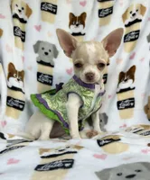 AKC Tally, a female Chihuahua for sale in Jasper, MO – 4 of 8