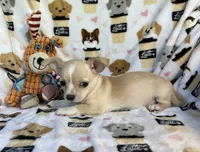 AKC Yoni, a female Chihuahua for sale in Jasper, MO – 6 of 6