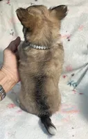 AKC Shayla, a female Chihuahua for sale in Jasper, MO – 10 of 10