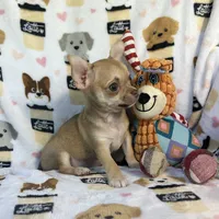 AKC Wrigley, a male Chihuahua for sale in Jasper, MO – 7 of 7