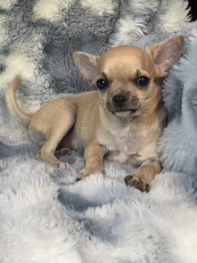 AKC Sailor, a male Chihuahua for sale in Jasper, MO – 8 of 10