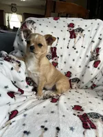 AKC Gomer, a male Chihuahua for sale in Jasper, MO – Photo 7 of 8