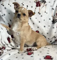 AKC Gomer, a male Chihuahua for sale in Jasper, MO – Photo 5 of 8