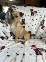 AKC Gomer, a male Chihuahua for sale in Jasper, MO – Photo 1 of 8