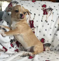 AKC Gomer, a male Chihuahua for sale in Jasper, MO – Photo 8 of 8