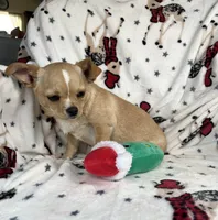 AKC Gomer, a male Chihuahua for sale in Jasper, MO – Photo 6 of 8