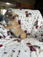 AKC Gomer, a male Chihuahua for sale in Jasper, MO – Photo 3 of 8