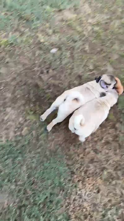 AKC champion lines, show prospect Midas, a male Pug for sale in Jasper, MO – 10 of 10