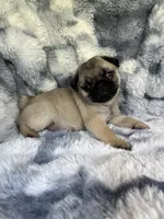 AKC Marvin, a male Pug for sale in Jasper, MO – 1 of 9