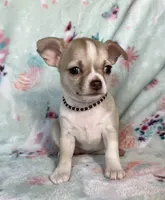 AKC Lainey, a female Chihuahua for sale in Jasper, MO – Photo 6 of 8