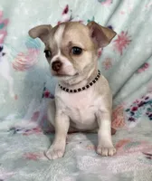 AKC Lainey, a female Chihuahua for sale in Jasper, MO – Photo 7 of 8