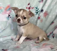 AKC Lainey, a female Chihuahua for sale in Jasper, MO – Photo 2 of 8