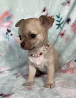 AKC Lydia, a female Chihuahua for sale in Jasper, MO – Photo 3 of 6