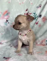 AKC Lydia, a female Chihuahua for sale in Jasper, MO – Photo 2 of 6
