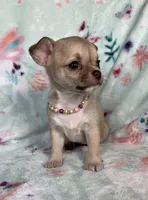 AKC Lydia, a female Chihuahua for sale in Jasper, MO – Photo 4 of 6