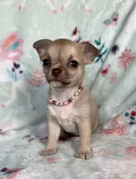 AKC Lydia, a female Chihuahua for sale in Jasper, MO – Photo 5 of 6