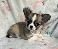 AKC Shayla, a female Chihuahua for sale in Jasper, MO – 8 of 10