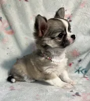 AKC Shayla, a female Chihuahua for sale in Jasper, MO – 7 of 10