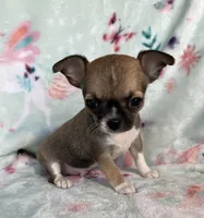 AKC Levy, a male Chihuahua for sale in Jasper, MO – Photo 3 of 5