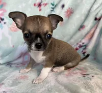 AKC Levy, a male Chihuahua for sale in Jasper, MO – Photo 4 of 5