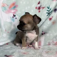 AKC Levy, a male Chihuahua for sale in Jasper, MO – Photo 2 of 5