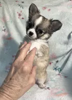 AKC Shayla, a female Chihuahua for sale in Jasper, MO – 4 of 10