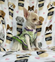 AKC Tally, a female Chihuahua for sale in Jasper, MO – 3 of 8