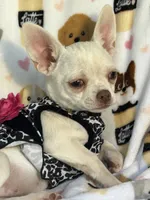 AKC Trina, a female Chihuahua for sale in Jasper, MO – 4 of 7