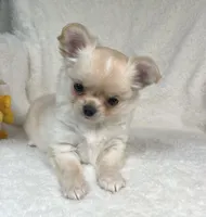 AKC Rocco, a male Chihuahua for sale in Jasper, MO – 5 of 9