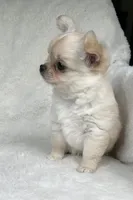 AKC Rocco, a male Chihuahua for sale in Jasper, MO – 4 of 9
