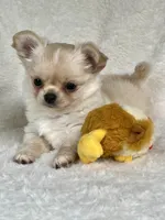 AKC Rocco, a male Chihuahua for sale in Jasper, MO – 9 of 9