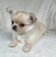 AKC Rocco, a male Chihuahua for sale in Jasper, MO – 6 of 9