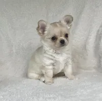 AKC Rocco, a male Chihuahua for sale in Jasper, MO – 2 of 9