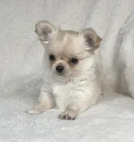 AKC Rocco, a male Chihuahua for sale in Jasper, MO – 3 of 9