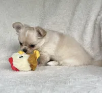 AKC Rocco, a male Chihuahua for sale in Jasper, MO – 7 of 9