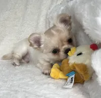 AKC Rocco, a male Chihuahua for sale in Jasper, MO – 8 of 9