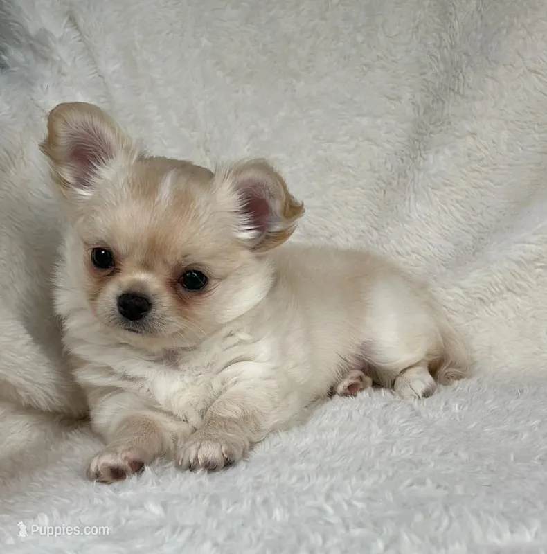 AKC Rocco – Chihuahua puppy for sale in Jasper, MO